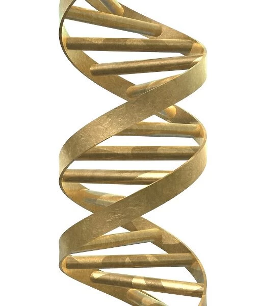 DNA helix. DNA molecule. Computer artwork of part of a strand of DNA 