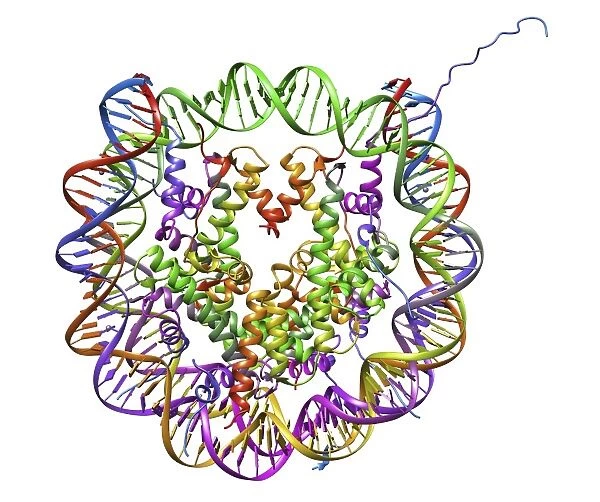 DNA nucleosome, molecular model C016  /  8549