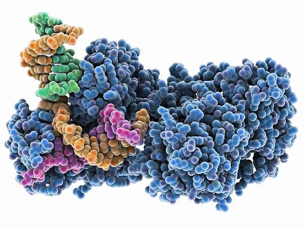 DNA repair enzyme, molecular model