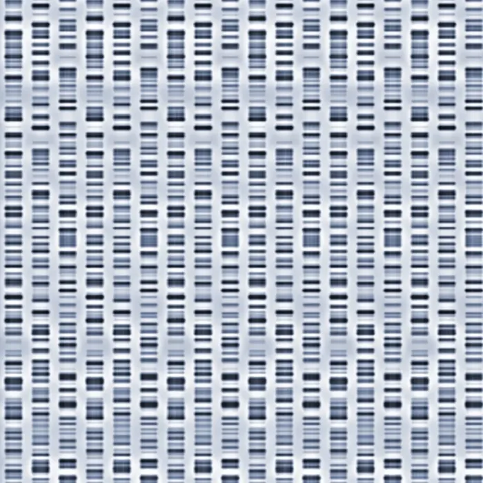 Framed Print : DNA Sequence Print - Fragmented DNA bands in a composite autoradiogram