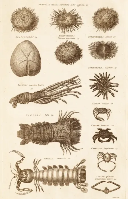 Framed Print : Echinoderms and Crustaceans Print C017 / 3491 Framed Print : Echinoderms and Crustaceans Print C017 / 3491