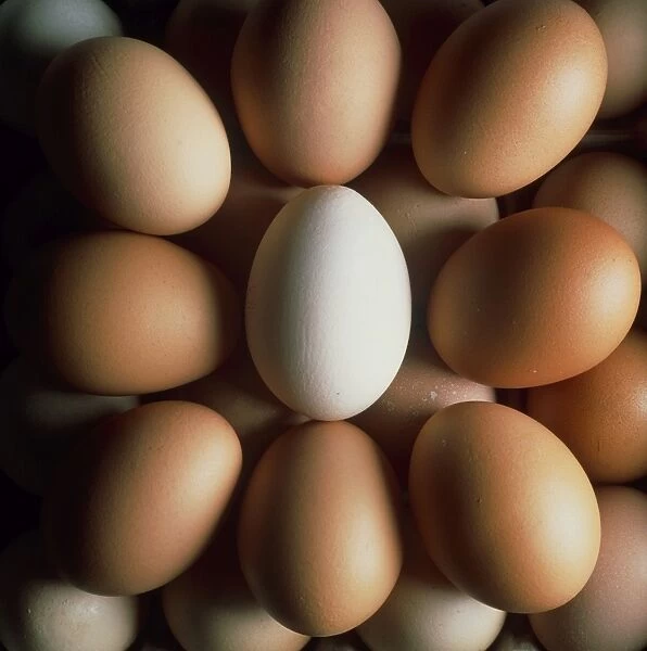 Eggs in their shells. Eggs are a good dietary source of protein