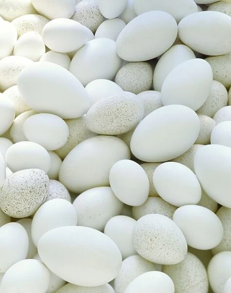 Eggs. These are the unfertilised eggs (ova) of various species of poultry