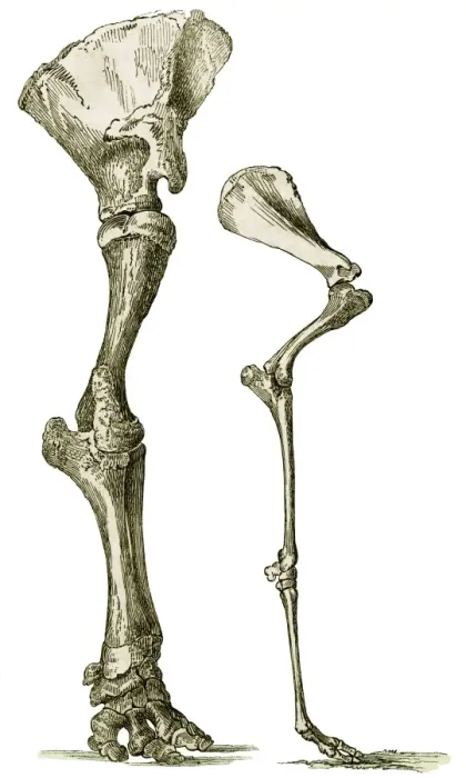 Framed Print : Print of Elephant and Camel Leg Bones Framed Print : Print of Elephant and Camel Leg Bones