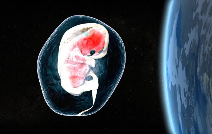 Framed Print : Human Embryo in Space Print Framed Print : Human Embryo in Space Print