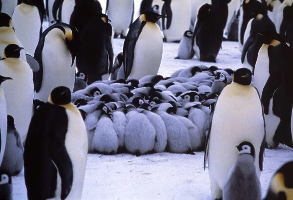 Emperor penguin chicks huddling