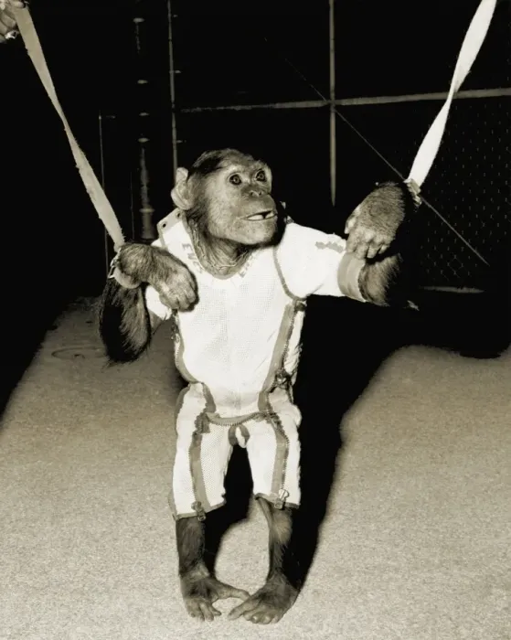 Framed Print : Enos the Astrochimp Print Framed Print : Enos the Astrochimp Print