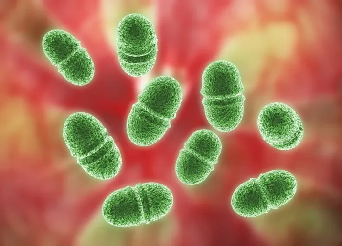 Framed Print : Enterococcus faecalis Print Framed Print : Enterococcus faecalis Print