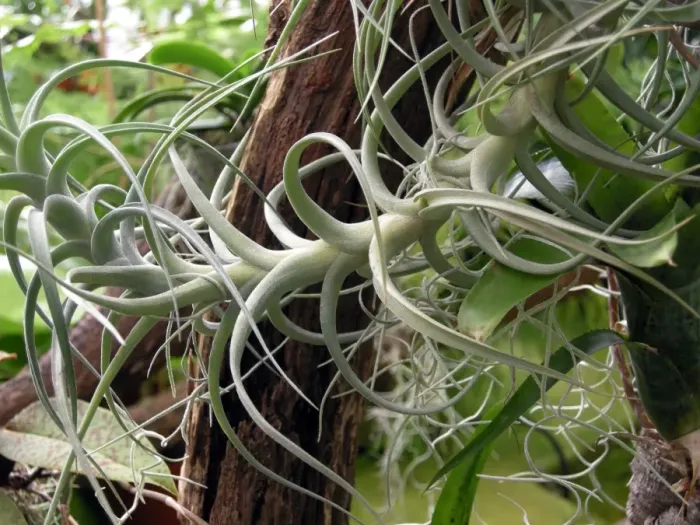 Framed Print : Epiphytic Bromeliad Print Framed Print : Epiphytic Bromeliad Print