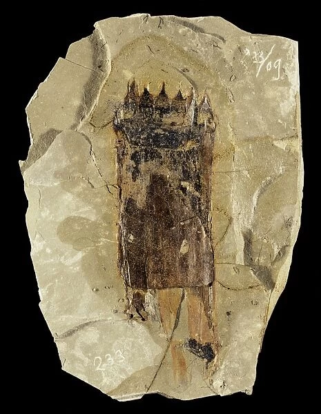 Equisetum horsetail fossil C018  /  9386