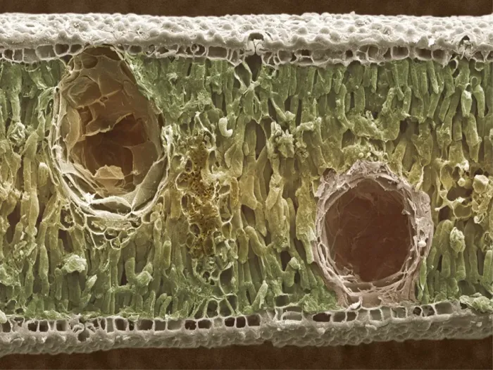 Framed Print : Eucalyptus Leaf Print (SEM) Framed Print : Eucalyptus Leaf Print (SEM)