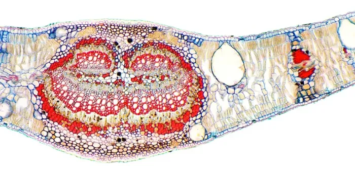 Framed Print : Eucalyptus leaf cross-section print Framed Print : Eucalyptus leaf cross-section print