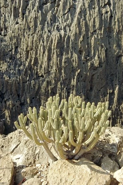Euphorbia plant