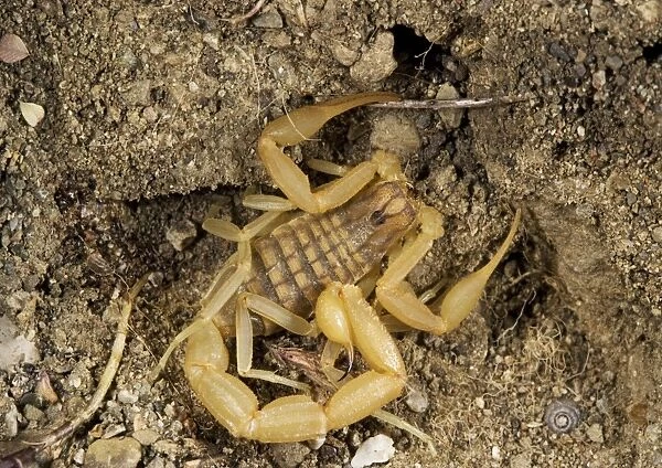 European scorpion