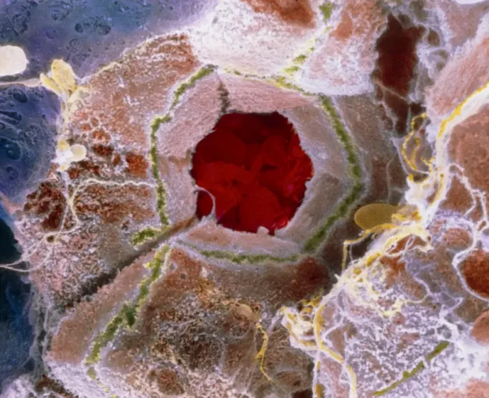 Framed Print : False-colour SEM Print of Liver Lobule Structure Framed Print : False-colour SEM Print of Liver Lobule Structure