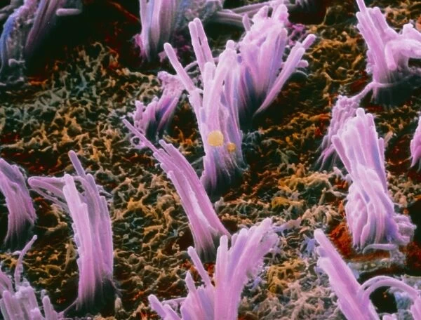 False-colour SEM of ciliated hair cells in the ear