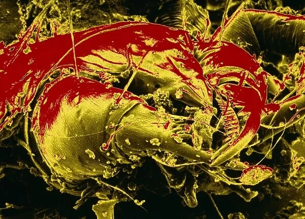 False-colour SEM of a dust mite Dermatophagoides