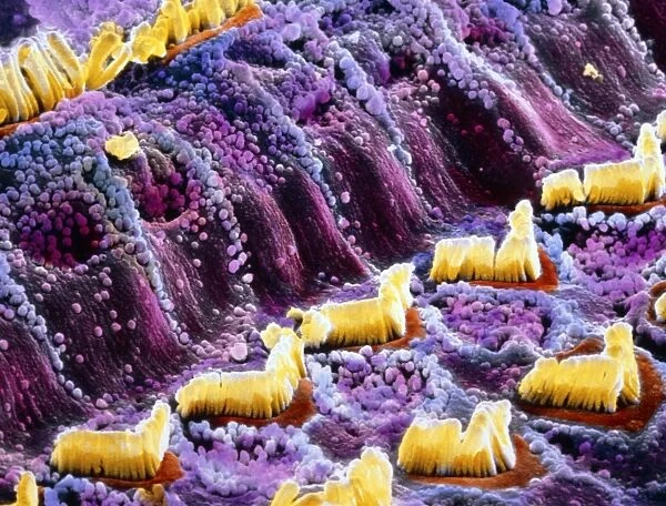 False-colour SEM of hair cells in the inner ear