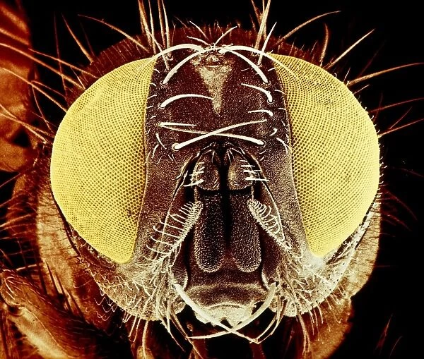 False-colour SEM of the head of a housefly