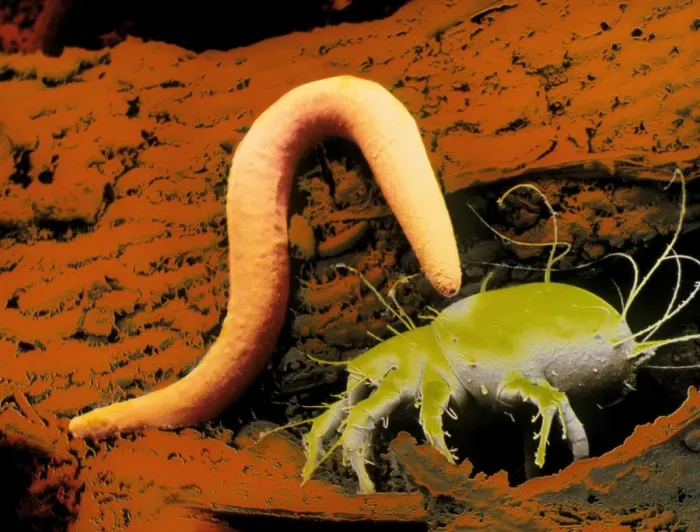 Framed Print : False-colour SEM Print of Nematode Worm and Acarus Siro Framed Print : False-colour SEM Print of Nematode Worm and Acarus Siro