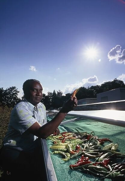 Farmer drying chillies in a solar drier