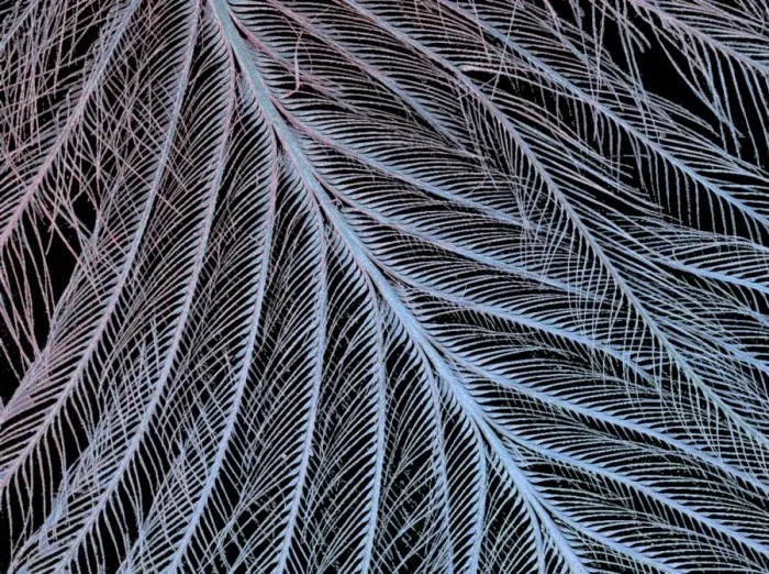 Framed Print : SEM Feather Print: A Close-Up of a Bird's Feather Structure Framed Print : SEM Feather Print: A Close-Up of a Bird's Feather Structure