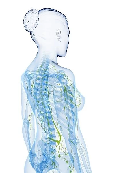 Female anatomy, artwork F007  /  7035