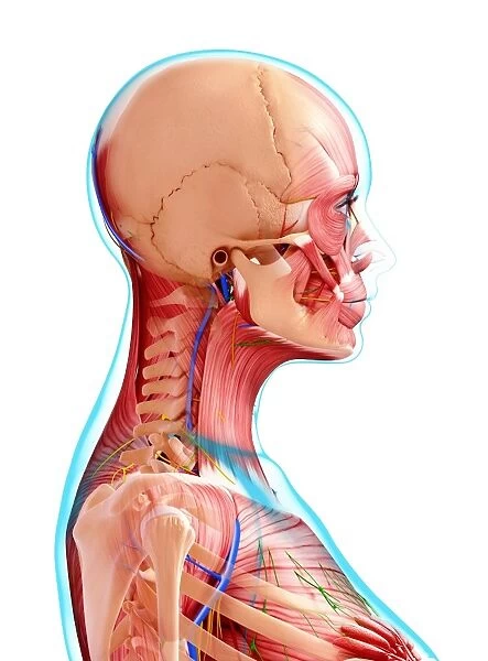 Female anatomy, artwork F008  /  0357