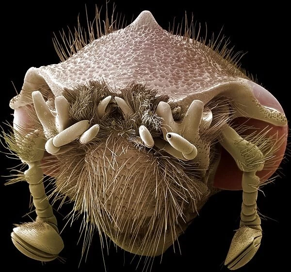 Female hercules beetle head, SEM