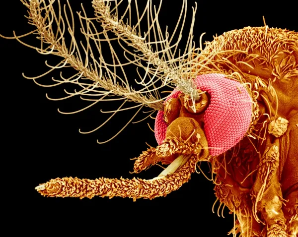 Female mosquito head, SEM