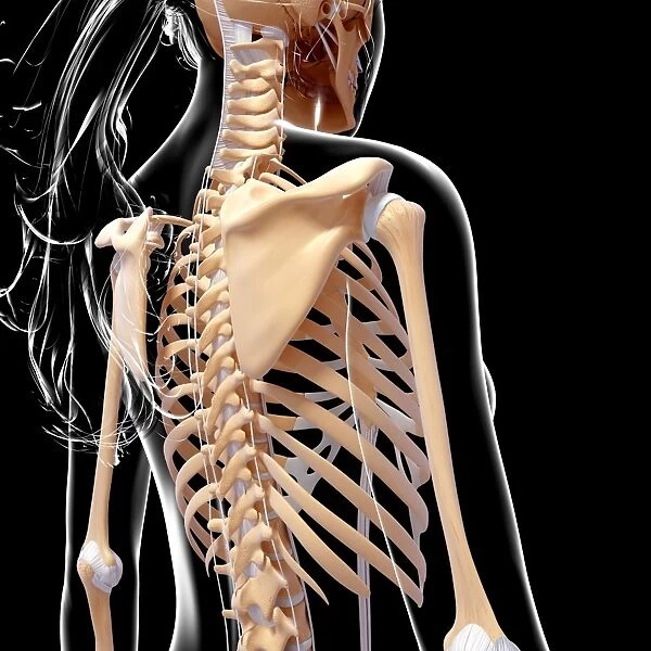 Female skeleton, artwork F007  /  2109
