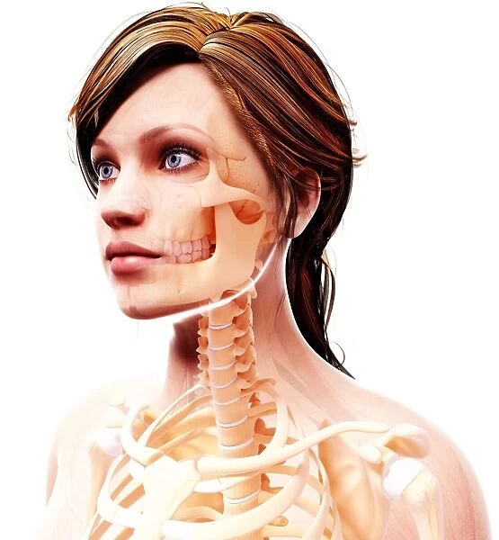 Female skeleton, artwork F007  /  2766