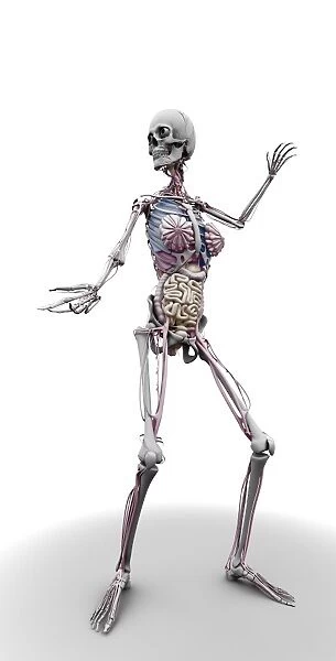 Female skeleton and organs, artwork