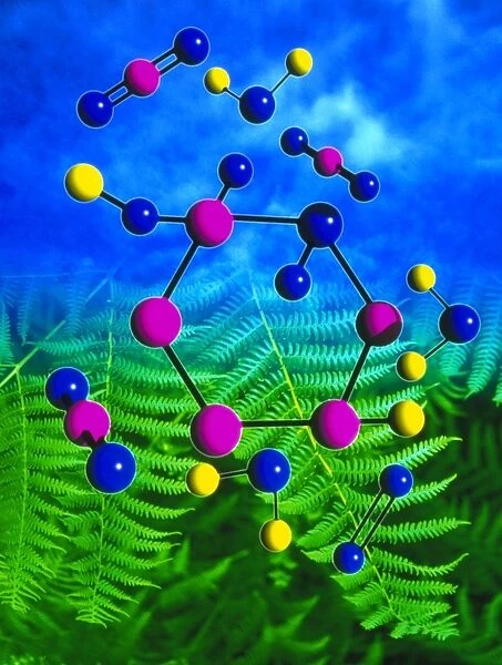 Fern and molecules of photosynthesis
