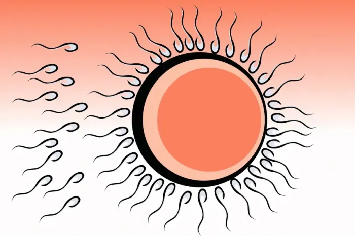 Framed Print : Fertilization Print: Sperm Cells Surrounding a Human Egg Cell Framed Print : Fertilization Print: Sperm Cells Surrounding a Human Egg Cell