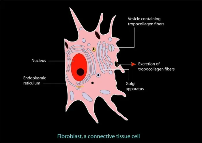 Framed Print : Fibroblast Cell Print Framed Print : Fibroblast Cell Print
