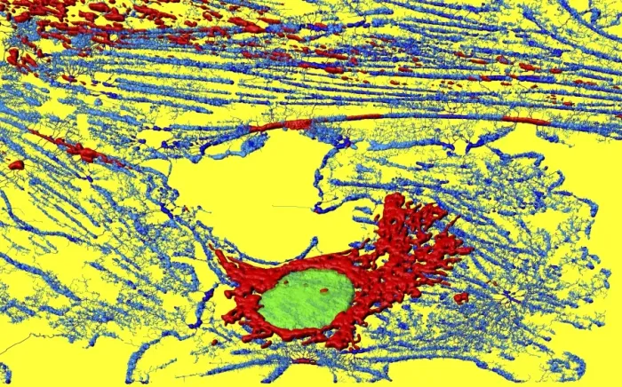 Framed Print : Fluorescent Micrograph Print of a Fibroblast Cell Framed Print : Fluorescent Micrograph Print of a Fibroblast Cell