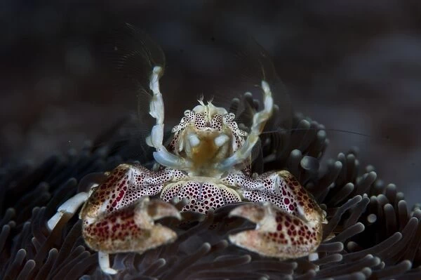 Filter feeding porcelain crab