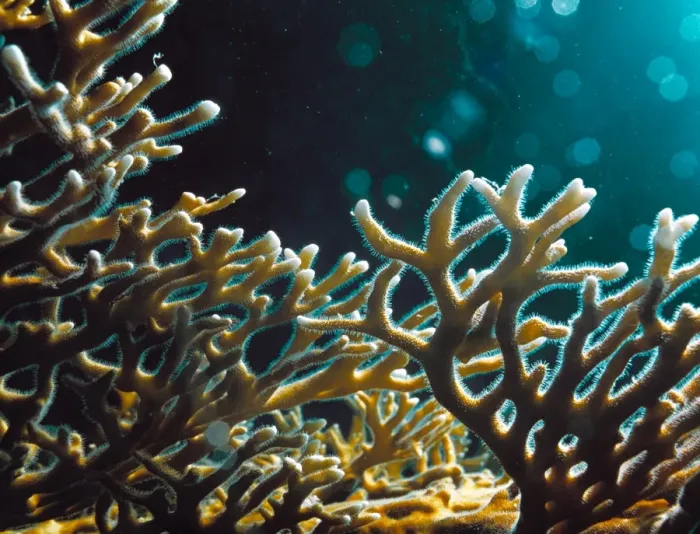 Framed Print : Fire Coral (Millepora sp.) Print Framed Print : Fire Coral (Millepora sp.) Print
