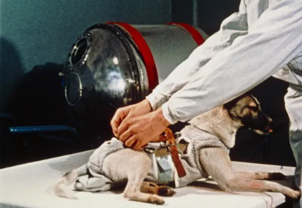 how long did laika live in space