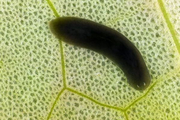 Flatworm on a leaf