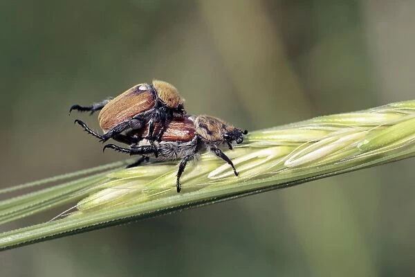 Flower chafers mating
