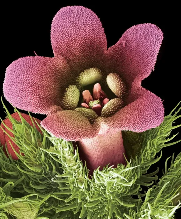 Framed Print : Coloured SEM Flower Print Framed Print : Coloured SEM Flower Print