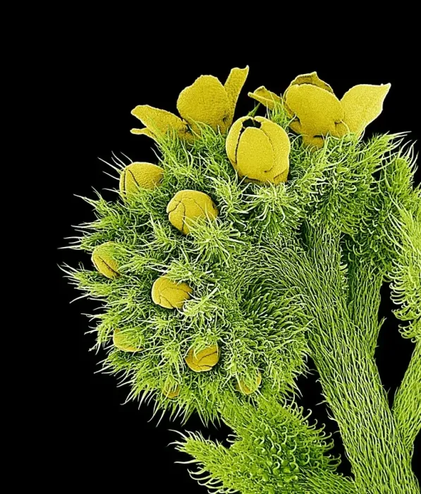 Framed Print : SEM Print of Unidentified Wild Flowers Framed Print : SEM Print of Unidentified Wild Flowers