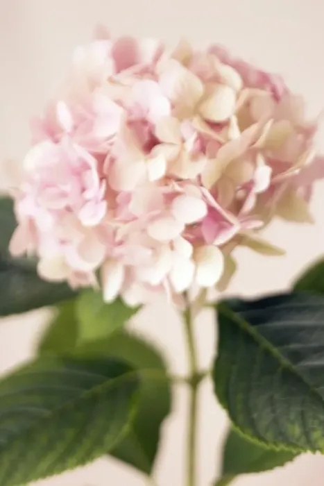 Framed Print : Hydrangea Flower Print Framed Print : Hydrangea Flower Print