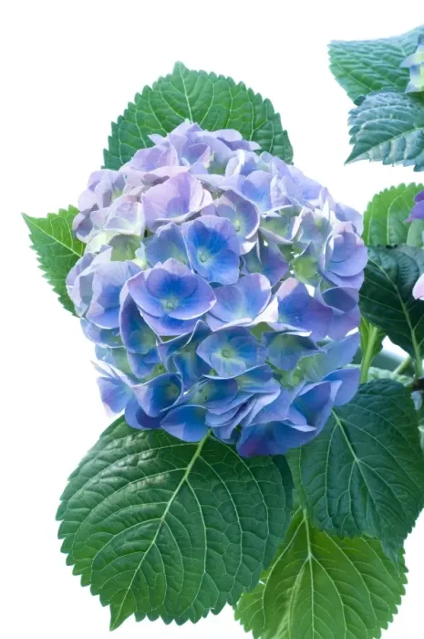 Framed Print : Hydrangea macrophylla Print Framed Print : Hydrangea macrophylla Print