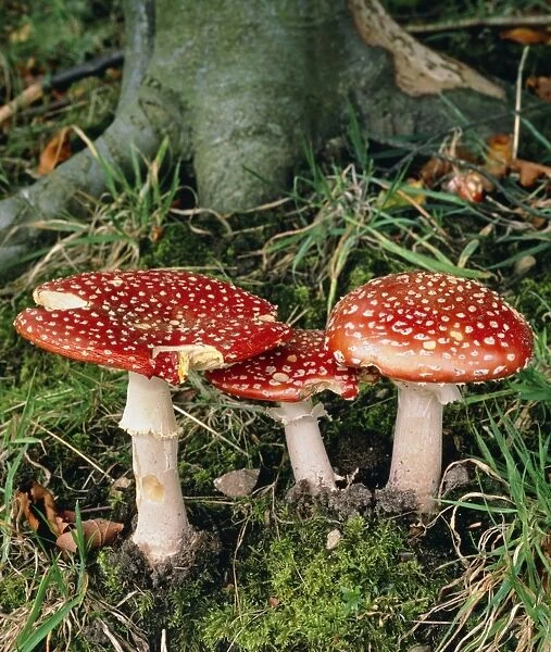 Fly agaric mushrooms in wood