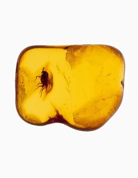 Fly fossilised in amber