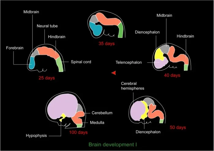 Framed Print : Foetal brain development print