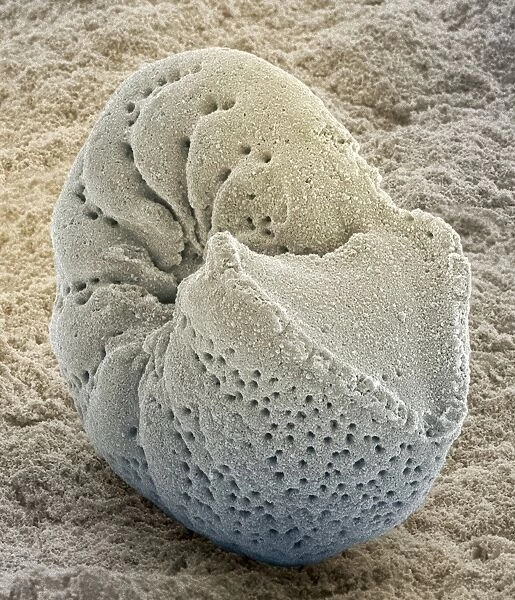 Foraminiferan fossil, SEM Z110  /  0239